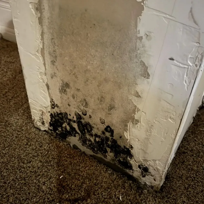 Professional Mold Removal in South Barrington, IL
